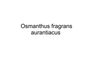 Osmanthus fragrans aurantiacus  