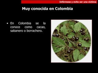 Infórmese y evite ser una víctima
Muy conocida en Colombia
• En Colombia se la
conoce como cacao,
sabanero o borrachero.
 