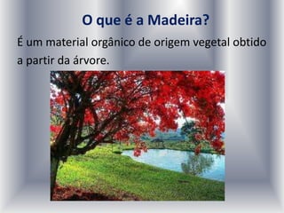 O que é a Madeira?
É um material orgânico de origem vegetal obtido
a partir da árvore.
 