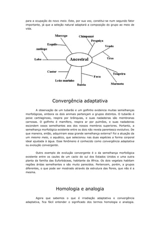 para a ocupação do novo meio. Este, por sua vez, constitui-se num segundo fator
importante, já que a seleção natural adaptará a composição do grupo ao meio de
vida.




                    Convergência adaptativa
        A observação de um tubarão e um golfinho evidencia muitas semelhanças
morfológicas, embora os dois animais pertençam a grupos distintos. O tubarão é
peixe cartilaginoso, respira por brânquias, e suas nadadeiras são membranas
carnosas. O golfinho é mamífero, respira ar por pulmões, e suas nadadeiras
escondem ossos semelhantes aos dos nossos membros superiores. Portanto, a
semelhança morfológica existente entre os dois não revela parentesco evolutivo. De
que maneira, então, adquiriram essa grande semelhança externa? Foi a atuação da
um mesmo meio, o aquático, que selecionou nas duas espécies a forma corporal
ideal ajustada à água. Esse fenômeno é conhecido como convergência adaptativa
ou evolução convergente.


        Outro exemplo de evolução convergente é o da semelhança morfológica
existente entre os caules de um cacto do sul dos Estados Unidos e uma outra
planta da família das Euforbiáceas, habitante da África. Os dois vegetais habitam
regiões áridas semelhantes e são muito parecidos. Pertencem, porém, a grupos
diferentes, o que pode ser mostrado através da estrutura das flores, que não é a
mesma.




                      Homologia e analogia
        Agora que sabemos o que é irradiação adaptativa e convergência
adaptativa, fica fácil entender o significado dos termos homologia e analogia.
 