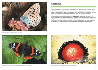 Anatomía

                                                                                   Cuando nos referimos a las mariposas, generalmente nos viene a la mente la idea de un ser
                                                                                   delicado, frágil e inquieto, casi siempre bellamente coloreado y que revolotea sobre las flores.
                                                                                   Esa es la imagen bucólica de las mariposas, pero pocas veces nos paramos a pensar que ese
                                                                                   animal, tan agradable a los sentidos a primera vista, no es otra cosa que un insecto.

                                                                                   Las mariposas, como todos los insectos, son hexápodos, es decir tienen seis patas y su
                                                                                   cuerpo se divide en tres partes: cabeza, tórax y abdomen. En la cabeza tienen las antenas, los
                                                                                   ojos y la boca transformada en una espiritrompa que les sirve para libar el néctar de las flores
                                                                                   y absorber la humedad. En el toráx tienen los tres pares de patas y los dos pares de alas que
                                                                                   las caracterizan, y en el abdomen los órganos digestivos, respiratorios y reproductores.




Escenografía de una mariposa aislada por un incendio




La mariposa “almirante” (Vanessa atalanta) es un representante de los Ninfálidos   Ocelo formado por las escamas de una mariposa (Parnassius apollo)


8                                                                                                                                                                                 9
 