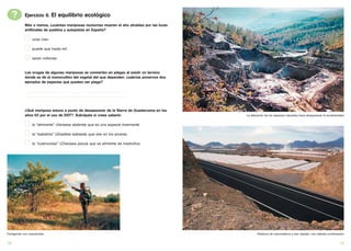 ?      Ejercicio 6. El equilibrio ecológico
            Más o menos, ¿cuántas mariposas nocturnas mueren al año atraídas por las luces
            artificiales de pueblos y autopistas en España?

                   unas cien

                   puede que hasta mil

                   serán millones


            Las orugas de algunas mariposas se convierten en plagas al existir un terreno
            donde se dé el monocultivo del vegetal del que dependen. ¿sabrías ponernos dos
            ejemplos de especies que puedan ser plaga?

            ......................................................................................................
            ......................................................................................................


            ¿Qué mariposa estuvo a punto de desapacerer de la Sierra de Guadarrama en los
            años 60 por el uso de DDT?. Subráyala si crees saberlo                                                   La alteración de los espacios naturales hace desaparecer la biodiversidad


                   la “almirante” (Vanessa atalanta) que es una especie invernante

                   la “isabelina” (Graellsia isabelae) que vive en los pinares

                   la “cuatrocolas” (Charaxes jasius) que se alimenta de madroños




Fumigando con insecticidas                                                                                                  Plásticos de invernaderos y vias rápidas: una nefasta combinación


18                                                                                                                                                                                        19
 