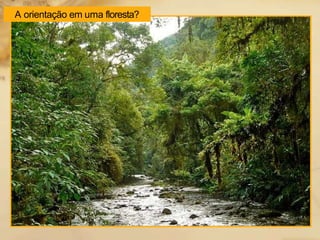 A orientação em uma floresta?
 