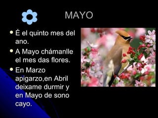 MAYO
É   el quinto mes del
  ano.
 A Mayo chámanlle
  el mes das flores.
 En Marzo
  apigarzo,en Abril
  deixame durmir y
  en Mayo de sono
  cayo.
 