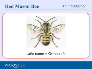 Red Mason Bee

An introduction

Latin name = Osmia rufa

 