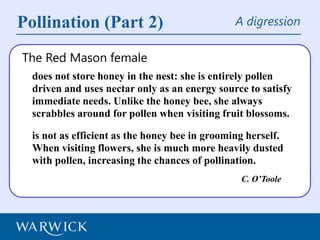 Introduction to the Red Mason bee