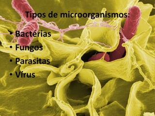 Tipos de microorganismos:
• Bactérias
• Fungos
• Parasitas
• Vírus
 