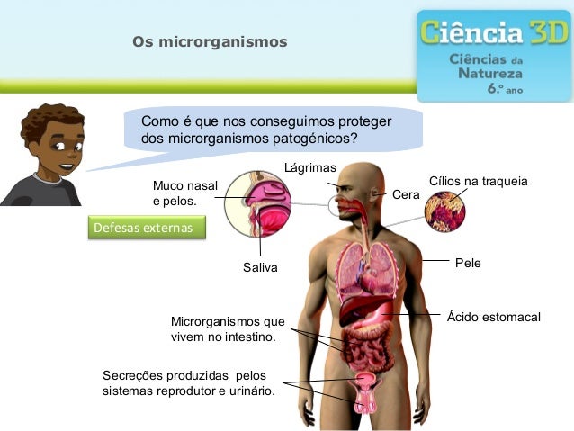 Os microorganismos 3 d