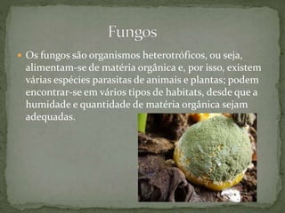  Os fungos são organismos heterotróficos, ou seja,
alimentam-se de matéria orgânica e, por isso, existem
várias espécies parasitas de animais e plantas; podem
encontrar-se em vários tipos de habitats, desde que a
humidade e quantidade de matéria orgânica sejam
adequadas.
 