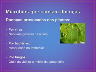 Doenças provocadas nas plantas:
• Por vírus:
- Nervuras grossas na alface
- Por bactérias:
- Mosqueado no tomateiro
- Por fungos:
- Oídio da videira e míldio da batatateira
 