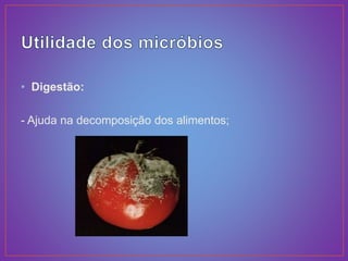 • Digestão:
- Ajuda na decomposição dos alimentos;
 