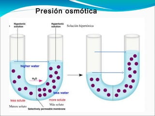 Presión osmótica
 