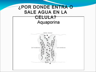 ¿POR DONDE ENTRA O
  SALE AGUA EN LA
      CELULA?
 