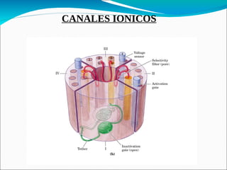 CANALES IONICOS
 