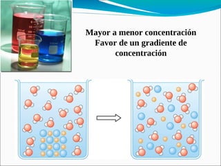 Mayor a menor concentración
 Favor de un gradiente de
       concentración
 