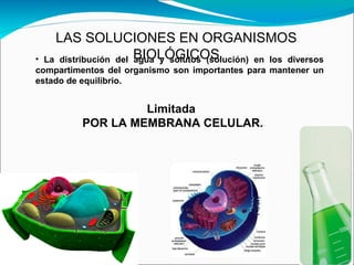 LAS SOLUCIONES EN ORGANISMOS
•La distribución del BIOLÓGICOS
                     agua y solutos (solución) en los diversos
compartimentos del organismo son importantes para mantener un
estado de equilibrio.


                  Limitada
         POR LA MEMBRANA CELULAR.
 