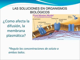 LAS SOLUCIONES EN ORGANISMOS
               BIOLÓGICOS

¿Como afecta la
  difusión, la
  membrana
  plasmática?


   *Regula las concentraciones de soluto a
   ambos lados.
 