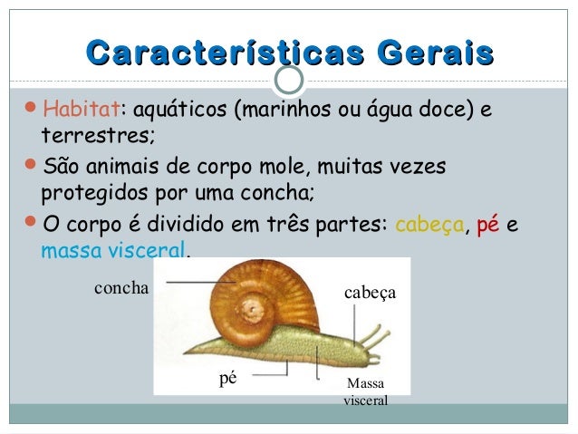 Resultado de imagem para 3 partes de um molusco