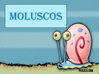 moluscos

 