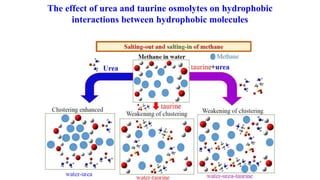 The effect of urea and taurine osmolytes on hydrophobic
interactions between hydrophobic molecules
 