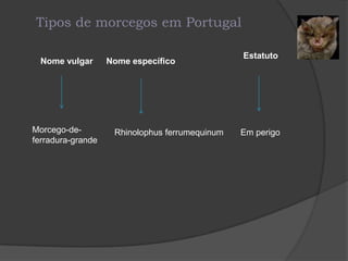 Tipos de morcegos em Portugal

                                                Estatuto
  Nome vulgar      Nome específico




Morcego-de-         Rhinolophus ferrumequinum   Em perigo
ferradura-grande
 