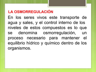 En los seres vivos este transporte de
agua y sales, y el control interno de los
niveles de estos compuestos es lo que
se denomina osmorregulación, un
proceso necesario para mantener el
equilibrio hídrico y químico dentro de los
organismos.
LA OSMORREGULACIÓN
 