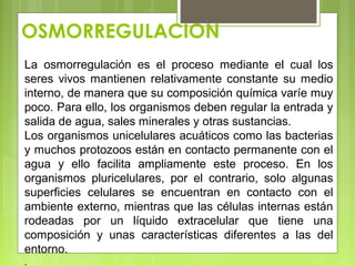OSMORREGULACION
La osmorregulación es el proceso mediante el cual los
seres vivos mantienen relativamente constante su medio
interno, de manera que su composición química varíe muy
poco. Para ello, los organismos deben regular la entrada y
salida de agua, sales minerales y otras sustancias.
Los organismos unicelulares acuáticos como las bacterias
y muchos protozoos están en contacto permanente con el
agua y ello facilita ampliamente este proceso. En los
organismos pluricelulares, por el contrario, solo algunas
superficies celulares se encuentran en contacto con el
ambiente externo, mientras que las células internas están
rodeadas por un líquido extracelular que tiene una
composición y unas características diferentes a las del
entorno.
.
 