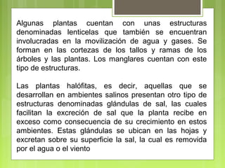 Algunas plantas cuentan con unas estructuras
denominadas lenticelas que también se encuentran
involucradas en la movilización de agua y gases. Se
forman en las cortezas de los tallos y ramas de los
árboles y las plantas. Los manglares cuentan con este
tipo de estructuras.
Las plantas halófitas, es decir, aquellas que se
desarrollan en ambientes salinos presentan otro tipo de
estructuras denominadas glándulas de sal, las cuales
facilitan la excreción de sal que la planta recibe en
exceso como consecuencia de su crecimiento en estos
ambientes. Estas glándulas se ubican en las hojas y
excretan sobre su superficie la sal, la cual es removida
por el agua o el viento
 