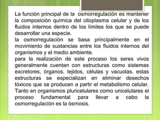 La función principal de la osmorregulaciòn es mantener
la composiciòn quìmica del citoplasma celular y de los
fluidos internos dentro de los lìmites los que se puede
desarrollar una especie.
la osmorregulaciòn se basa principalmente en el
movimiento de sustancias entre los fluidos internos del
organismos y el medio ambiente.
para la realizaciòn de este proceso los seres vivos
generalmente cuentan con estructuras como sistemas
excretores, òrganos, tejidos, cèlulas y vacuolas. estas
estructuras se especializan en eliminar desechos
tòxicos que se producen a partir el metabolismo celular.
Tanto en organismos pluricelulares como unicelulares el
proceso fundamental para llevar a cabo la
osmorregulaciòn es la òsmosis.
 