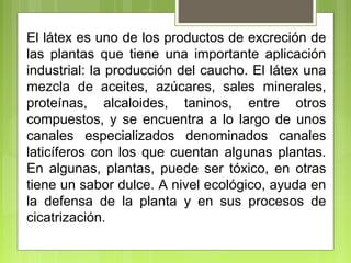 El látex es uno de los productos de excreción de
las plantas que tiene una importante aplicación
industrial: la producción del caucho. El látex una
mezcla de aceites, azúcares, sales minerales,
proteínas, alcaloides, taninos, entre otros
compuestos, y se encuentra a lo largo de unos
canales especializados denominados canales
laticíferos con los que cuentan algunas plantas.
En algunas, plantas, puede ser tóxico, en otras
tiene un sabor dulce. A nivel ecológico, ayuda en
la defensa de la planta y en sus procesos de
cicatrización.
 