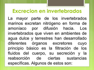 Excrecion en invertebrados
La mayor parte de los invertebrados
marinos excretan nitrógeno en forma de
amoníaco por difusión hacia. Los
invertebrados que viven en ambientes de
agua dulce y terrestres han desarrollado
diferentes órganos excretores cuyo
principio básico es la filtración de los
fluidos del cuerpo, su secreción y la
reabsorción de ciertas sustancias
específicas. Algunos de estos son:
 