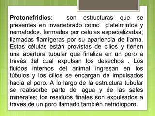 Protonefridios: son estructuras que se
presentes en invertebrado como platelmintos y
nematodos. formados por células especializadas,
llamadas flamígeras por su apariencia de llama.
Estas células están provistas de cilios y tienen
una abertura tubular que finaliza en un poro a
través del cual expulsán los desechos . Los
fluidos internos del animal ingresan en los
túbulos y los cilios se encargan de impulsados
hacia el poro. A lo largo de la estructura tubular
se reabsorbe parte del agua y de las sales
minerales; los residuos finales son expulsados a
traves de un poro llamado también nefridioporo.
 