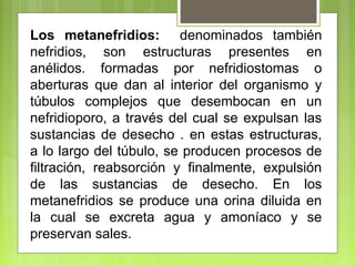 Los metanefridios: denominados también
nefridios, son estructuras presentes en
anélidos. formadas por nefridiostomas o
aberturas que dan al interior del organismo y
túbulos complejos que desembocan en un
nefridioporo, a través del cual se expulsan las
sustancias de desecho . en estas estructuras,
a lo largo del túbulo, se producen procesos de
filtración, reabsorción y finalmente, expulsión
de las sustancias de desecho. En los
metanefridios se produce una orina diluida en
la cual se excreta agua y amoníaco y se
preservan sales.
 