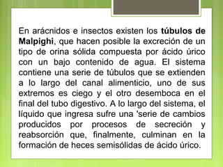 En arácnidos e insectos existen los túbulos de
Malpighi, que hacen posible la excreción de un
tipo de orina sólida compuesta por ácido úrico
con un bajo contenido de agua. El sistema
contiene una serie de túbulos que se extienden
a lo largo del canal alimenticio, uno de sus
extremos es ciego y el otro desemboca en el
final del tubo digestivo. A lo largo del sistema, el
líquido que ingresa sufre una 'serie de cambios
producidos por procesos de secreción y
reabsorción que, finalmente, culminan en la
formación de heces semisólidas de ácido úrico.
 