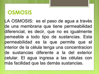 OSMOSIS
LA OSMOSIS: es el paso de agua a travès
de una membrana que tiene permeabilidad
diferencial, es decir, que no es igualmente
pemeable a todo tipo de sustancias. Esta
permeabilidad es la que permite que el
interior de la cèlula tenga una concentracion
de sustancias diferente a la del exterior
celular. El agua ingresa a las cèlulas con
màs facilidad que las demàs sustancias.
 