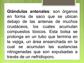 Glándulas antenales: son órganos
en forma de saco que se ubican
debajo de las antenas de muchos
crustáceos, los cuales acumulan
compuestos tóxicos. Esta bolsa se
prolonga en un tubo que termina en
la vejiga, un área ensanchada en la
cual se acumulan las sustancias
nitrogenadas que son expulsadas a
través de un nefridioporo.
 
