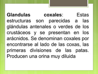 Glandulas coxales: Estas
estructuras son parecidas a las
glándulas antenales o verdes de los
crustáceos y se presentan en los
arácnidos. Se denominan coxales por
encontrarse al lado de las coxas, las
primeras divisiones de las patas.
Producen una orina muy diluida
 