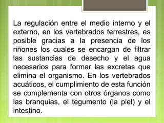 La regulación entre el medio interno y el
externo, en los vertebrados terrestres, es
posible gracias a la presencia de los
riñones los cuales se encargan de filtrar
las sustancias de desecho y el agua
necesarios para formar las excretas que
elimina el organismo. En los vertebrados
acuáticos, el cumplimiento de esta función
se complementa con otros órganos como
las branquias, el tegumento (la piel) y el
intestino.
 