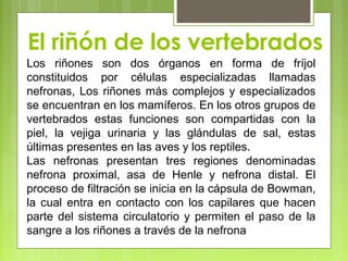 El riñón de los vertebrados
Los riñones son dos órganos en forma de fríjol
constituidos por células especializadas llamadas
nefronas, Los riñones más complejos y especializados
se encuentran en los mamíferos. En los otros grupos de
vertebrados estas funciones son compartidas con la
piel, la vejiga urinaria y las glándulas de sal, estas
últimas presentes en las aves y los reptiles.
Las nefronas presentan tres regiones denominadas
nefrona proximal, asa de Henle y nefrona distal. El
proceso de filtración se inicia en la cápsula de Bowman,
la cual entra en contacto con los capilares que hacen
parte del sistema circulatorio y permiten el paso de la
sangre a los riñones a través de la nefrona
 