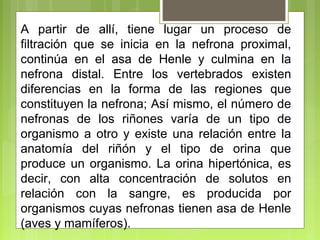 A partir de allí, tiene lugar un proceso de
filtración que se inicia en la nefrona proximal,
continúa en el asa de Henle y culmina en la
nefrona distal. Entre los vertebrados existen
diferencias en la forma de las regiones que
constituyen la nefrona; Así mismo, el número de
nefronas de los riñones varía de un tipo de
organismo a otro y existe una relación entre la
anatomía del riñón y el tipo de orina que
produce un organismo. La orina hipertónica, es
decir, con alta concentración de solutos en
relación con la sangre, es producida por
organismos cuyas nefronas tienen asa de Henle
(aves y mamíferos).
 