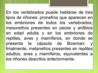 En los vertebrados puede hablarse de tres
tipos de riñones: pronefros que aparecen en
los embriones de todos los vertebrados;
mesonefros presentes en peces y anfibios
en edad adulta y en los embriones de
reptiles, aves y mamíferos, en donde se
presenta la cápsula de Bowman; y
fmalmente, metanefros presentes en reptiles
adultos, aves y mamíferos, equivalentes a
los riñones descritos anteriormente.
 