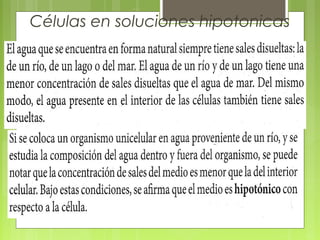 Células en soluciones hipotonicas
 