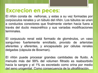 Excrecion en peces:
El riñón consta de nefronas, y estas a su vez formadas por
corpúsculos renales y un túbulo del riñón. Los túbulos se unen
a conductos conectores que finalmente vierten hacia fuera a
través del ducto mesonéfrico y sus variadas modificaciones
terminales.
El corpusculo renal está formado de glomérulos, un vaso
sanguíneo fuertemente enrollado, provisto de arteriolas
aferentes y eferentes, y encapsulado por células renales
delgadas (cápsula de Bowman).
El riñón puede procesar grandes cantidades de fluido. A
menudo más del 99% del volumen filtrado es reabsorbido
hacia la sangre y el 1% es excretado como orina por medio
del seno urogenital. Como consecuencia de la ultrafiltración.
 