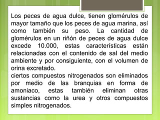 Los peces de agua dulce, tienen glomérulos de
mayor tamaño que los peces de agua marina, así
como también su peso. La cantidad de
glomérulos en un riñón de peces de agua dulce
excede 10.000, estas características están
relacionadas con el contenido de sal del medio
ambiente y por consiguiente, con el volumen de
orina excretado.
ciertos compuestos nitrogenados son eliminados
por medio de las branquias en forma de
amoniaco, estas también eliminan otras
sustancias como la urea y otros compuestos
simples nitrogenados.
 