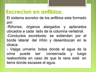Excrecion en anfibios:
El sistema excretor de los anfibios esta formado
por:
-Riñones: órganos alargados y aplanados
ubicados a cada lado de la columna vertebral.
-Conductos excretores: se extienden por el
borde lateral del riñón y desembocan en la
cloaca.
- Vejiga urinaria: bolsa donde el agua de la
orina puede ser conservada y luego
reabsorbida en caso de que la rana esté en
tierra donde escasee el agua.
 