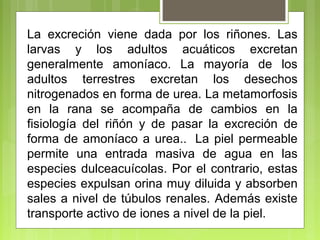 La excreción viene dada por los riñones. Las
larvas y los adultos acuáticos excretan
generalmente amoníaco. La mayoría de los
adultos terrestres excretan los desechos
nitrogenados en forma de urea. La metamorfosis
en la rana se acompaña de cambios en la
fisiología del riñón y de pasar la excreción de
forma de amoníaco a urea.. La piel permeable
permite una entrada masiva de agua en las
especies dulceacuícolas. Por el contrario, estas
especies expulsan orina muy diluida y absorben
sales a nivel de túbulos renales. Además existe
transporte activo de iones a nivel de la piel.
 
