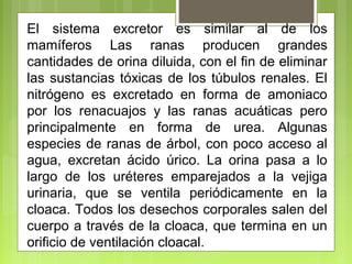 El sistema excretor es similar al de los
mamíferos Las ranas producen grandes
cantidades de orina diluida, con el fin de eliminar
las sustancias tóxicas de los túbulos renales. El
nitrógeno es excretado en forma de amoniaco
por los renacuajos y las ranas acuáticas pero
principalmente en forma de urea. Algunas
especies de ranas de árbol, con poco acceso al
agua, excretan ácido úrico. La orina pasa a lo​​
largo de los uréteres emparejados a la vejiga
urinaria, que se ventila periódicamente en la
cloaca. Todos los desechos corporales salen del
cuerpo a través de la cloaca, que termina en un
orificio de ventilación cloacal.
 