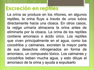 Excreción en reptiles
La orina se produce en los riñones, en algunos
reptiles, la orina fluye a través de unos tubos
directamente hacia una cloaca. En otros casos,
la vejiga urinaria almacena la orina antes de
eliminarla por la cloaca. La orina de los reptiles
contiene amoniaco o ácido úrico. Los reptiles
que viven principalmente en el agua, como los
cocodrilos y caimanes, excretan la mayor parte
de sus desechos nitrogenados en forma de
amoniaco, un compuesto tóxico. Los caimanes y
cocodrilos beben mucha agua, y esto diluye el
amoniaco de la orina y ayuda a expulsarlo
 