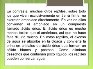En contraste, muchos otros reptiles, sobre todo
los que viven exclusivamente en tierra firme, no
excretan amoniaco directamente. En vez de ellos
convierten el amoniaco en un compuesto
llamado ácido úrico. El ácido úrico es mucho
menos tóxico que el amóniaco, así que no hace
falta diluirlo mucho. En estos reptiles, el exceso
de agua se absorbe en la cloaca y convierte la
orina en cristales de ácido úrico que forman un
sólido blanco y pastoso. Como eliminan
desechos que contienen poco líquido, los reptiles
pueden conservar agua.
 