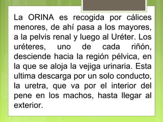 La ORINA es recogida por cálices
menores, de ahí pasa a los mayores,
a la pelvis renal y luego al Uréter. Los
uréteres, uno de cada riñón,
desciende hacia la región pélvica, en
la que se aloja la vejiga urinaria. Esta
ultima descarga por un solo conducto,
la uretra, que va por el interior del
pene en los machos, hasta llegar al
exterior.
 